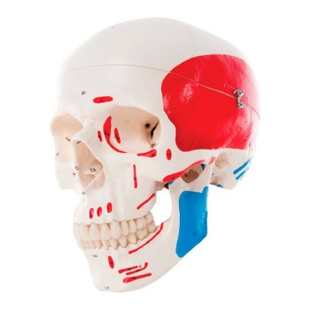 Fabrication Enterprises 3B Anatomical Model - Classic Skull, 3-Part Painted 967864